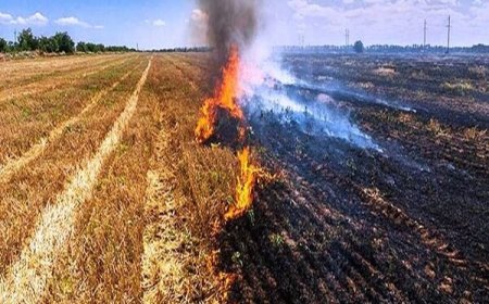 تشکیل ۱۴ پرونده قضایی برای کشاورزان متخلف در آتش‌زدن بقایای مزارع هویزه