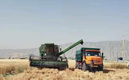 افزایش چشمگیر تولید  گندم در کازرون