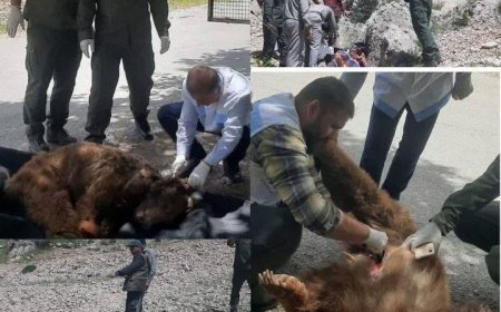 مرگ یک قلاده خرس قهوه‌ای بر اثر اصابت گلوله در مناطق آزاد شهرستان دنا