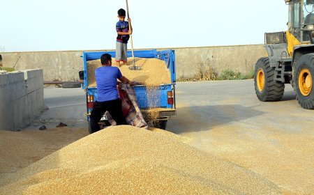 خرید بیش از 830 هزار تن گندم از کشاورزان خوزستانی