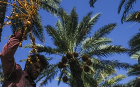 افزایش خسارت آفت زنجرک خرما در بوشهر