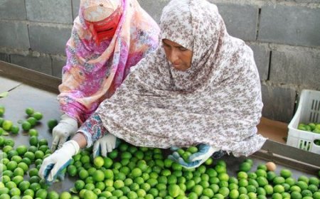 گام بلند هرمزگان در توسعه کشاورزی با جذب ۵.۶ همت تسهیلات سفر رییس جمهوری
