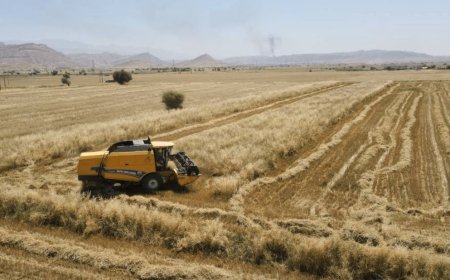 برداشت گندم از ۱۱ هزار و ۷۰۰ هکتار اراضی گچساران آغاز شد