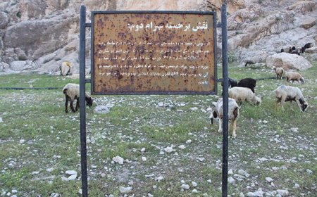 پشم‌چینی گوسفندان کنار سنگ‌نگاره ساسانی!