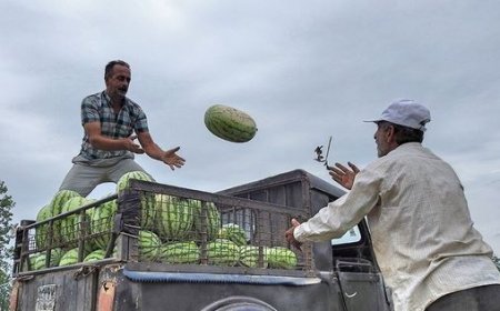 آغاز برداشت هندوانه از مزارع حاجی‌آباد هرمزگان