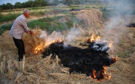 پیگیری جدی ممنوعیت سوزاندن بقایای کشت در خوزستان