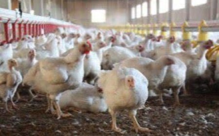 اجرای بسته‌های حمایتی برای رفع چالش مرغداران گوشتی در شیراز