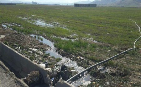 آبیاری برخی مزارع اطراف شیراز با فاضلاب ادامه دارد؛ برخورد قضایی با متخلفان