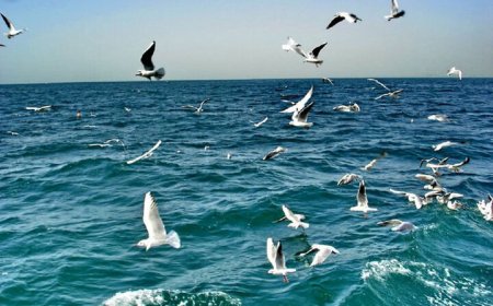 تداوم وزش باد نسبتا شدید در استان بوشهر؛سواحل مواج است