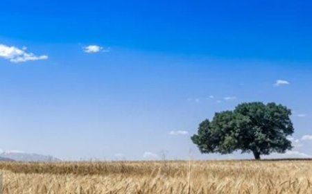 برداشت ۳۵۰ تن گندم از مزارع شمیل بندرعباس