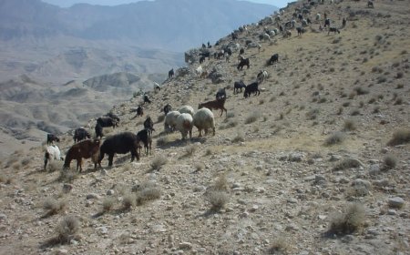 ۲ درصد از مساحت استان بوشهر سهم مراتع است