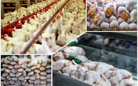 بازار مرغ فارس در مسیر تعادل عرضه و تقاضا