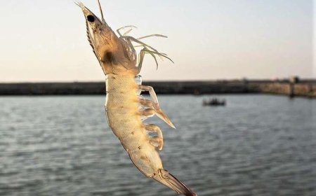 تبدیل تهدیدها به فرصت