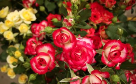 تولید ۶۴ میلیون گل شاخه بریده در گلخانه های فارس