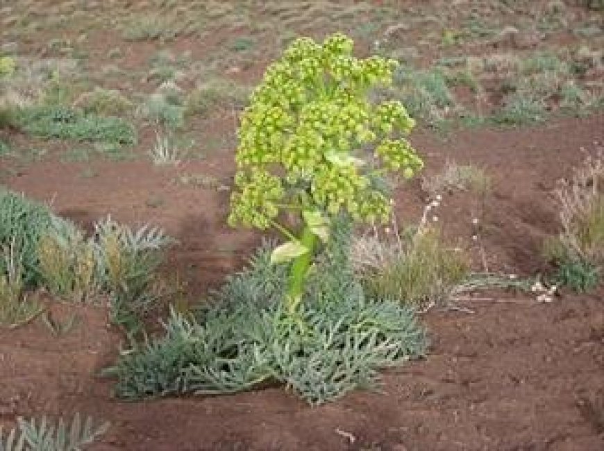 دستگیری ۳ متخلف برداشت غیرمجاز گیاهان دارویی در بستک