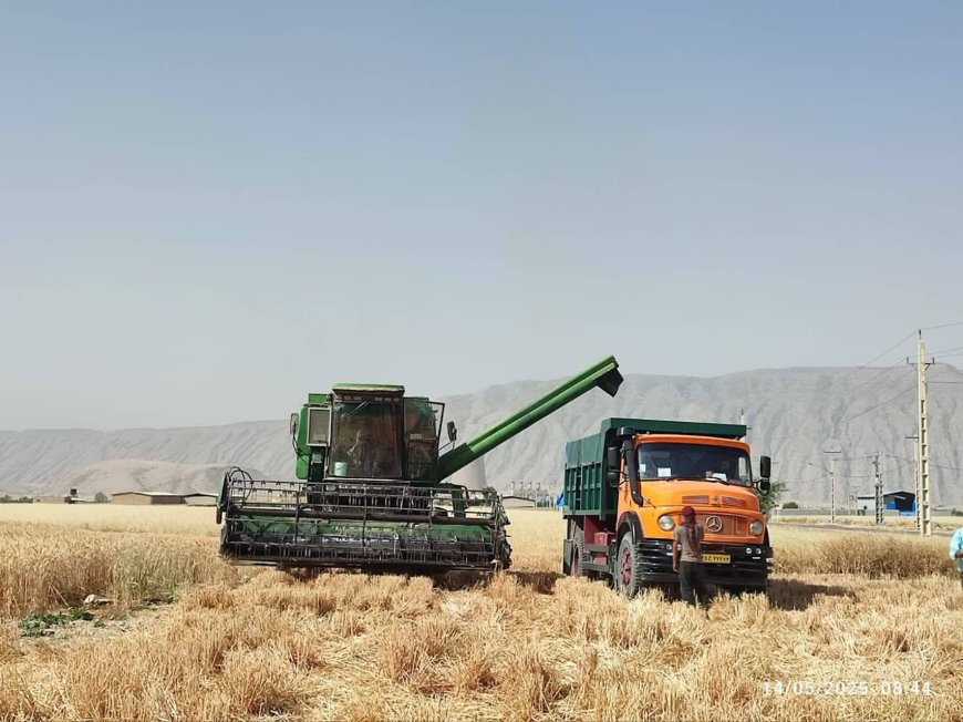 افزایش چشمگیر تولید  گندم در کازرون