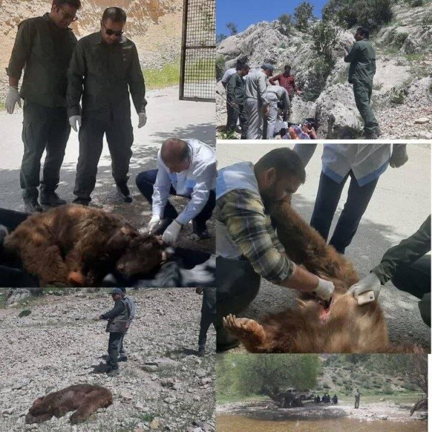 مرگ یک قلاده خرس قهوه‌ای بر اثر اصابت گلوله در مناطق آزاد شهرستان دنا