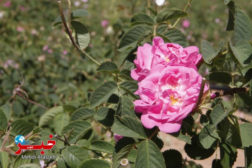 عکس| برگزاری نخستین آیین گلاب‌گیری سنتی در بوستان کوهستانی دراک شیراز