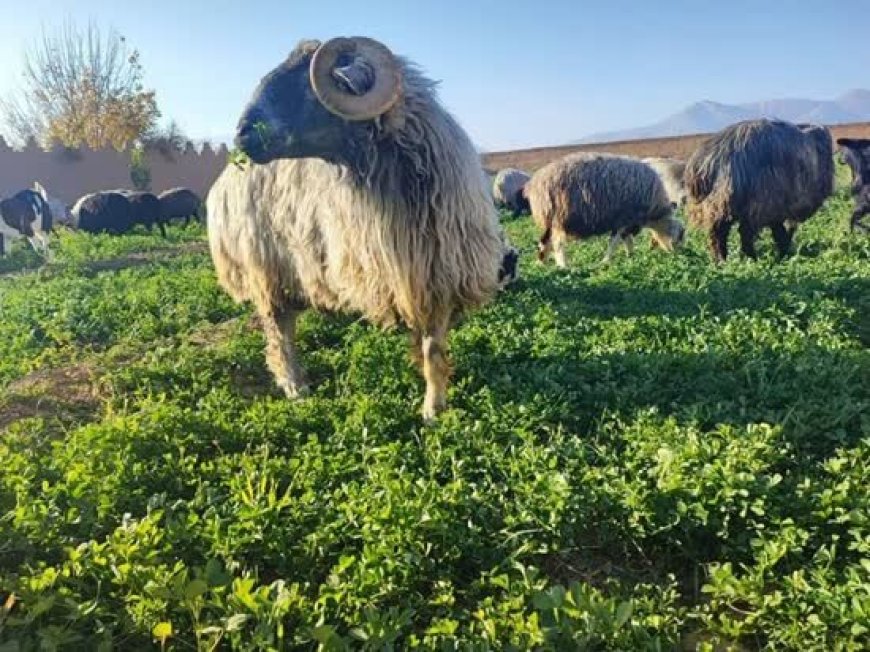 «گوسفند کبوده شیراز» در آستانه ثبت جهانی