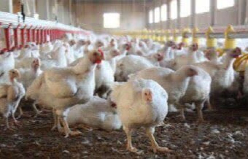 اجرای بسته‌های حمایتی برای رفع چالش مرغداران گوشتی در شیراز