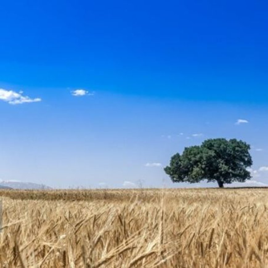 برداشت ۳۵۰ تن گندم از مزارع شمیل بندرعباس
