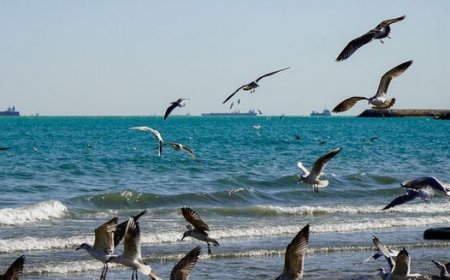 تداوم وزش باد در استان بوشهر؛ دریا مواج است