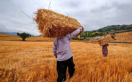 ۶۰ هزار تن گندم از کشاورزان استان بوشهر خریداری شد
