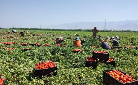 برداشت بیش از 200 هزار تن گوجه فرنگی در کازرون