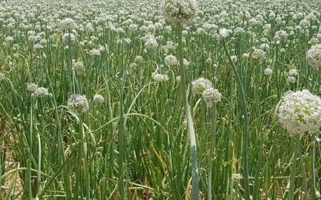 گردشگری کشاورزی؛ لذت طبیعت‌گردی و بازدید از مزارع کشاورزی
