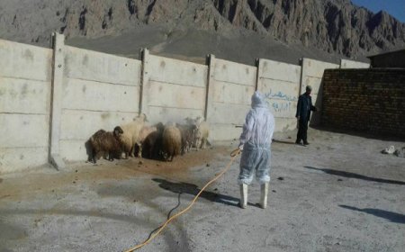 سمپاشی رایگان دام در رودان برای پیشگیری از تب کریمه کنگو آغاز شد