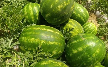 برداشت 50 هزار تن  محصولات جالیزی در شهرستان کازرون