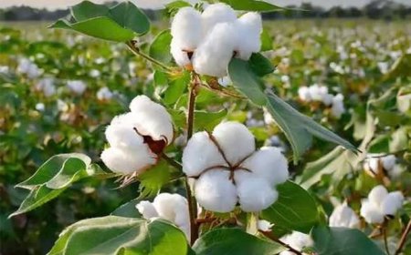 پیش‌بینی رشد ۱۴ درصدی سطح زیر کشت پنبه در فارس