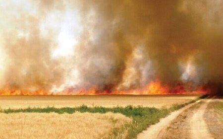 وقتی طلای کشاورزی، خاک، هوا به مسلخ می رود