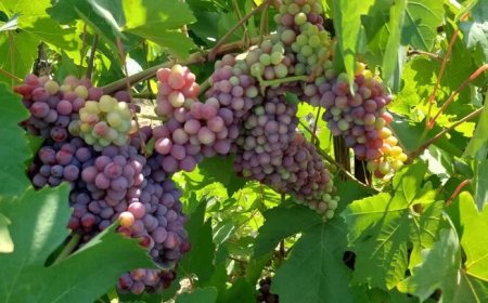 آغاز برداشت انگور یاقوتی نوبرانه از تاکستان‌های جهرم
