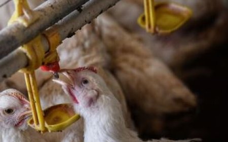 بهره‌برداری از چهارمین زنجیره بزرگ تولید گوشت مرغ در خوزستان