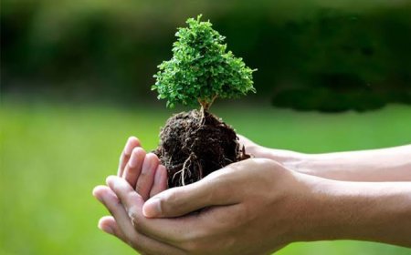 فیلم / درختکاری،راهکاری برای مقابله با گرما