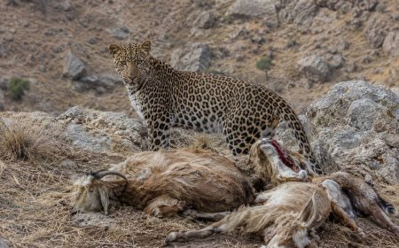 پلنگ شیمبار ۶ رأس بز را از پای درآورد