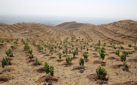 مدیرکل منابع طبیعی بوشهر: ۱۸ هزار هکتار جنگل‌کاری در استان انجام شد