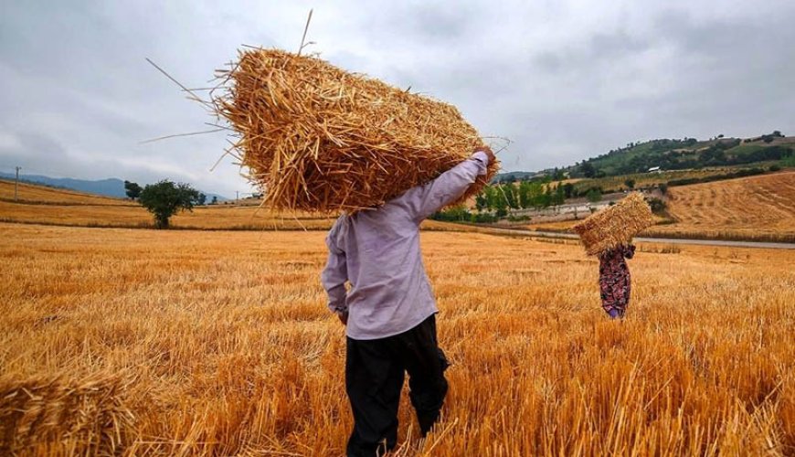 ۶۰ هزار تن گندم از کشاورزان استان بوشهر خریداری شد