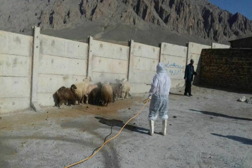سمپاشی رایگان دام در رودان برای پیشگیری از تب کریمه کنگو آغاز شد