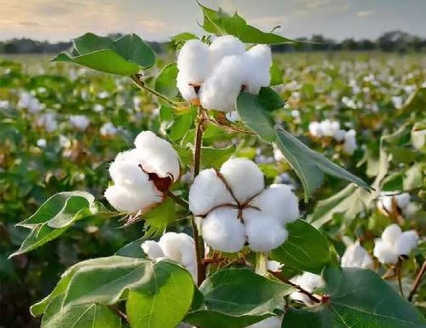 پیش‌بینی رشد ۱۴ درصدی سطح زیر کشت پنبه در فارس