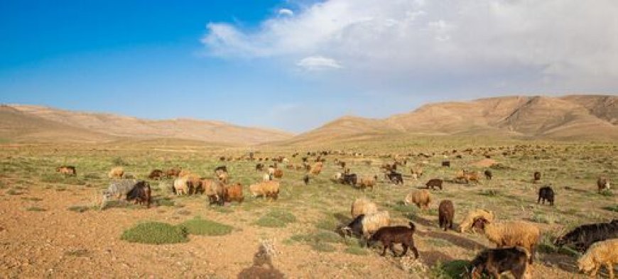 تولید ۲۶ درصد گوشت قرمز فارس توسط عشایر