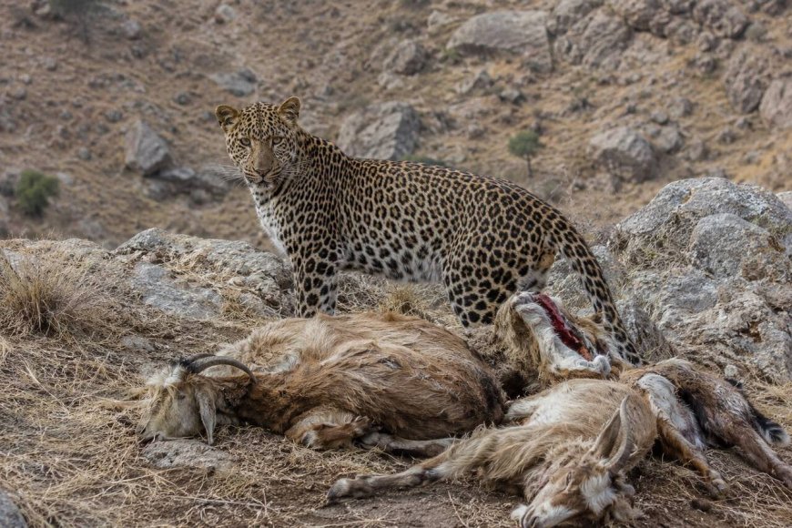 پلنگ شیمبار ۶ رأس بز را از پای درآورد