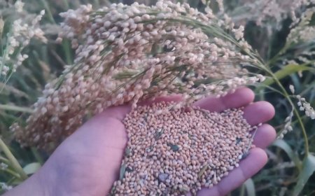 برداشت ارزن دانه ای از اراضی دیم کازرون