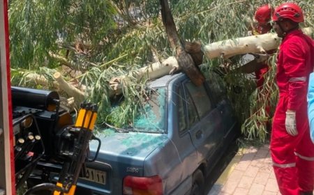 سقوط درخت بر روی خودرو در کوی مهرگان بندرعباس