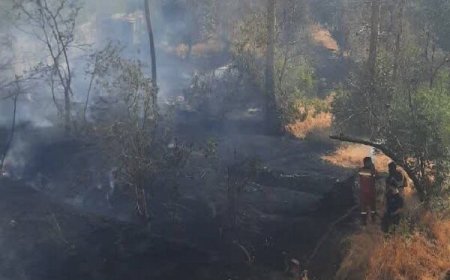 آتش‌سوزی باغی در محدوده بلوار چمران شیراز مهار شد