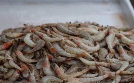 خوزستان قطب اصلی تولید آبزیان کشور است