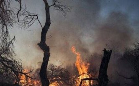 مهار آتش ۲۵ هکتاری در نهالستان نوین‌چوب