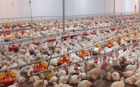 ۲۳۶ هزار قطعه جوجه‌ریزی در مرغداری‌های گچساران انجام شد