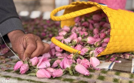 گل‌محمدی ارگانیک سپیدان به بازار فرانسه رسید